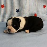 Myrtle's Black & White Male Puppy 1, a male Boston Terrier for sale in Mount Olive, NC – 3 of 10