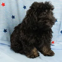 Twinkle's Black Male Puppy 5, a male Cockapoo for sale in Mount Olive, NC – 4 of 9