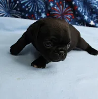 AKC Candy's Black Female Puppy 1, a female Pug for sale in Mount Olive, NC – 5 of 9