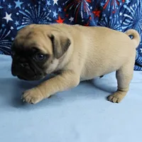AKC Candy's Fawn Male Puppy 4, a male Pug for sale in Mount Olive, NC – 2 of 10