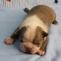 AKC Zoe's Seal & White Male Puppy 2, a male Boston Terrier for sale in Mount Olive, NC – 7 of 10
