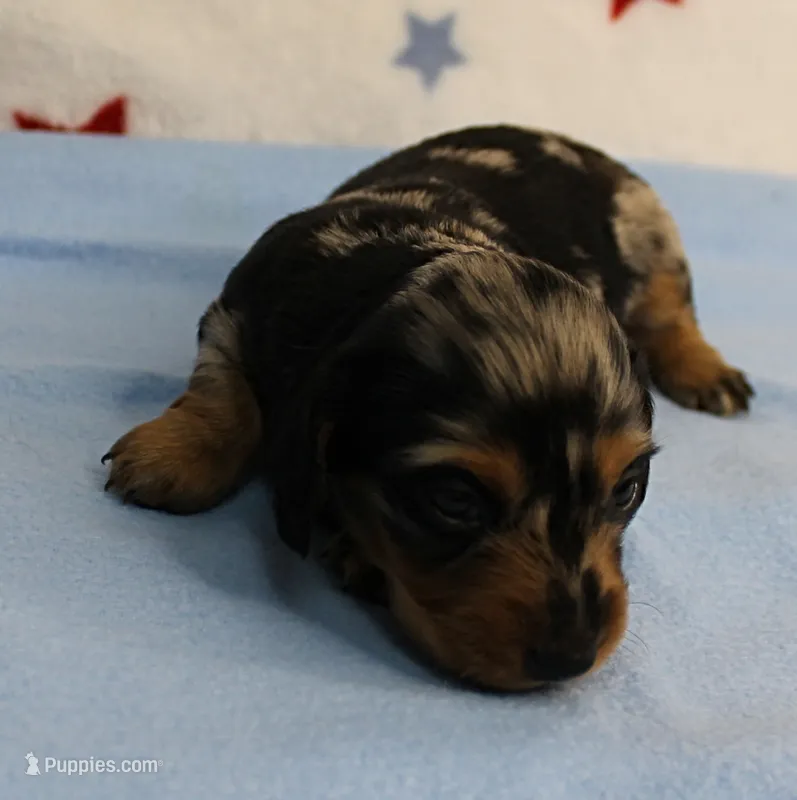 AKC Sallie's Black & Silver Dapple, Long Coat Female Puppy 2 – Miniature Dachshund puppy for sale in Mount Olive, NC