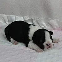 AKC Puddin's Black & White Female Puppy 1, a female Boston Terrier for sale in Mount Olive, NC – 7 of 10