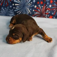 AKC Heidi's Chocolate & Tan Male Puppy 4, a male Miniature Dachshund for sale in Mount Olive, NC – 4 of 10