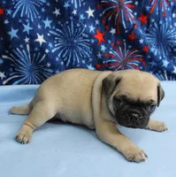 AKC Candy's Fawn Male Puppy 5, a male Pug for sale in Mount Olive, NC – 8 of 10