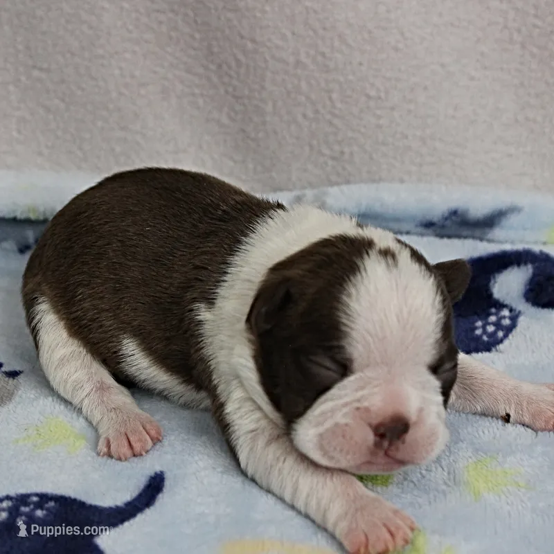 AKC Puddin's Chocolate & White Male Puppy 3 – Boston Terrier puppy for sale in Mount Olive, NC
