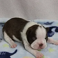 AKC Puddin's Chocolate & White Male Puppy 3, a male Boston Terrier for sale in Mount Olive, NC – 1 of 10