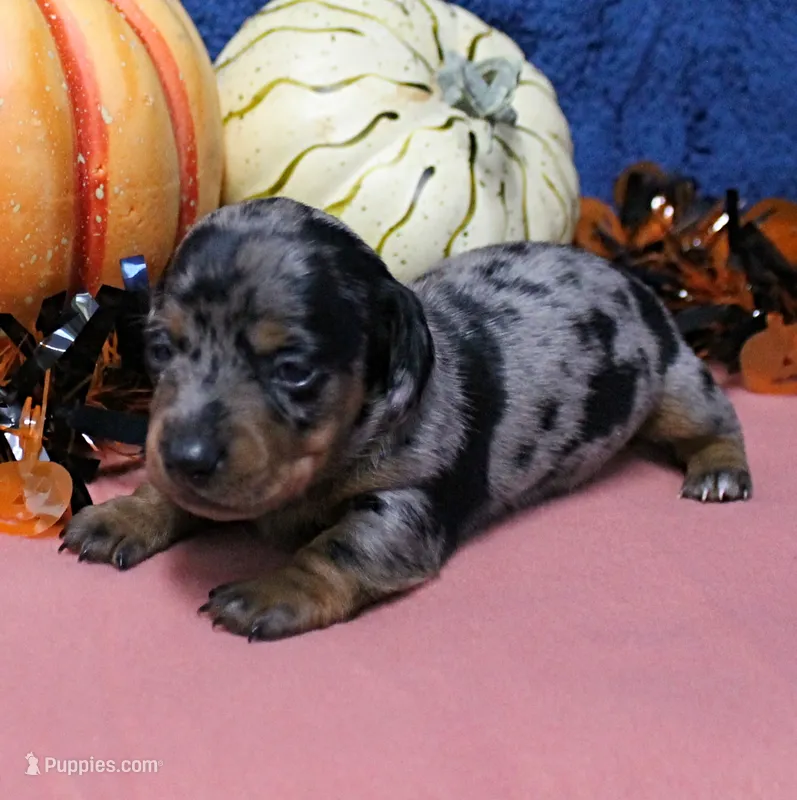 AKC Harleys Silver Dapple Female Puppy 1 – Miniature Dachshund puppy on hold in Mount Olive, NC