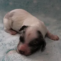 AKC Freckles Silver Dapple with White Male Puppy 6, a male Miniature Dachshund for sale in Mount Olive, NC – 5 of 10