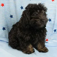 Twinkle's Black Male Puppy 5, a male Cockapoo for sale in Mount Olive, NC – 2 of 9