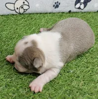 AKC Willow's Lilac & White Male Puppy 3, a male Boston Terrier for sale in Mount Olive, NC – 8 of 10