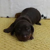 AKC Robin's Chocolate & Tan Male Puppy 5, a male Miniature Dachshund for sale in Mount Olive, NC – 6 of 10