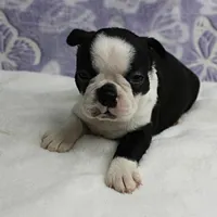 AKC Polly's Black & White Female Puppy 4, a female Boston Terrier for sale in Mount Olive, NC – 6 of 10