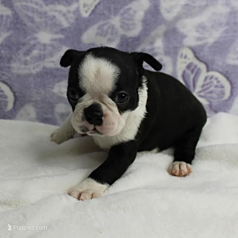 AKC Polly's Black & White Female Puppy 4 – Boston Terrier puppy on hold in Mount Olive, NC
