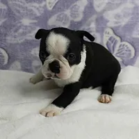 AKC Polly's Black & White Female Puppy 4, a female Boston Terrier for sale in Mount Olive, NC – 1 of 10