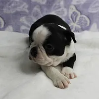 AKC Polly's Black & White Female Puppy 4, a female Boston Terrier for sale in Mount Olive, NC – 2 of 10