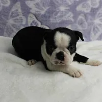 AKC Polly's Black & White Female Puppy 4, a female Boston Terrier for sale in Mount Olive, NC – 9 of 10