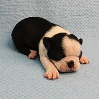 AKC Polly's Black & White Female Puppy 4, a female Boston Terrier for sale in Mount Olive, NC – Photo 10 of 10