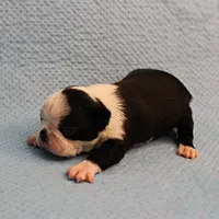 AKC Polly's Black & White Female Puppy 4, a female Boston Terrier for sale in Mount Olive, NC – Photo 7 of 10