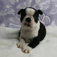 AKC Polly's Black & White Female Puppy 4, a female Boston Terrier for sale in Mount Olive, NC – 4 of 10
