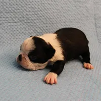 AKC Polly's Black & White Female Puppy 4, a female Boston Terrier for sale in Mount Olive, NC – Photo 8 of 10