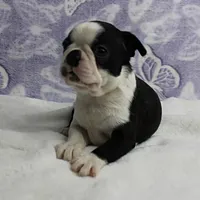 AKC Polly's Black & White Female Puppy 4, a female Boston Terrier for sale in Mount Olive, NC – 3 of 10