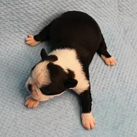 AKC Polly's Black & White Female Puppy 4, a female Boston Terrier for sale in Mount Olive, NC – Photo 5 of 10