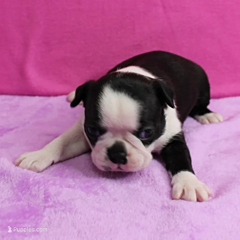 AKC Polly's Black & White Female Puppy 4 – Boston Terrier puppy on hold in Mount Olive, NC