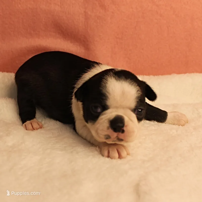 AKC Polly's Black & White Female Puppy 4 – Boston Terrier puppy for sale in Mount Olive, NC