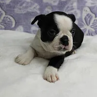 AKC Polly's Black & White Female Puppy 4, a female Boston Terrier for sale in Mount Olive, NC – 7 of 10