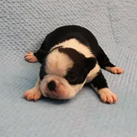 AKC Polly's Black & White Female Puppy 4, a female Boston Terrier for sale in Mount Olive, NC – Photo 4 of 10