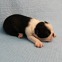 AKC Polly's Black & White Female Puppy 4, a female Boston Terrier for sale in Mount Olive, NC – Photo 9 of 10
