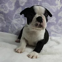 AKC Polly's Black & White Female Puppy 4, a female Boston Terrier for sale in Mount Olive, NC – 10 of 10