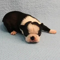 AKC Polly's Black & White Female Puppy 4, a female Boston Terrier for sale in Mount Olive, NC – Photo 6 of 10