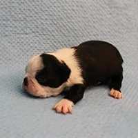 AKC Polly's Black & White Female Puppy 4, a female Boston Terrier for sale in Mount Olive, NC – Photo 2 of 10