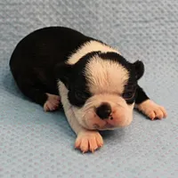 AKC Polly's Black & White Female Puppy 4, a female Boston Terrier for sale in Mount Olive, NC – Photo 1 of 10