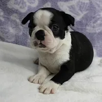 AKC Polly's Black & White Female Puppy 4, a female Boston Terrier for sale in Mount Olive, NC – 8 of 10