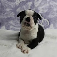 AKC Polly's Black & White Female Puppy 4, a female Boston Terrier for sale in Mount Olive, NC – 5 of 10