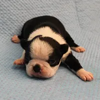 AKC Polly's Black & White Female Puppy 4, a female Boston Terrier for sale in Mount Olive, NC – Photo 3 of 10
