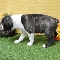 AKC Puddin's Black & White Brindle Male 2, a male Boston Terrier for sale in Mount Olive, NC – 5 of 7