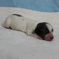 AKC Harleys Silver on White Piebald Male Puppy 3, a male Miniature Dachshund for sale in Mount Olive, NC – 7 of 10