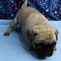 AKC Candy's Fawn Male Puppy 4, a male Pug for sale in Mount Olive, NC – 3 of 10