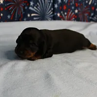 AKC Sallie's Black & Tan, Long Coat Female Puppy 1, a female Miniature Dachshund for sale in Mount Olive, NC – 5 of 10