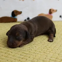 AKC Robin's Red Female Puppy 1, a female Miniature Dachshund for sale in Mount Olive, NC – 6 of 9