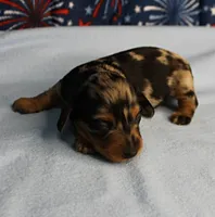 AKC Sallie's Black & Silver Dapple, Long Coat Female Puppy 2, a female Miniature Dachshund for sale in Mount Olive, NC – 4 of 10