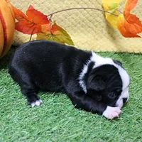 AKC Annie's Black & White Female Puppy 4, a female Boston Terrier for sale in Mount Olive, NC – 4 of 9