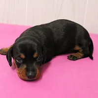 AKC Maggie's Black & Tan Female Puppy 1, a female Miniature Dachshund for sale in Mount Olive, NC – 3 of 10