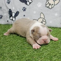 AKC Willow's Lilac & White Female Puppy 2, a female Boston Terrier for sale in Mount Olive, NC – 6 of 7