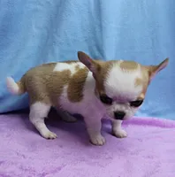 Angel's Fawn Sable on White/Party Male Puppy 1, a male Chihuahua for sale in Mount Olive, NC – 6 of 10