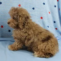 Twinkle's Chocolate Merle Male Puppy 3, a male Cockapoo for sale in Mount Olive, NC – 4 of 10